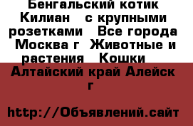 Бенгальский котик Килиан , с крупными розетками - Все города, Москва г. Животные и растения » Кошки   . Алтайский край,Алейск г.